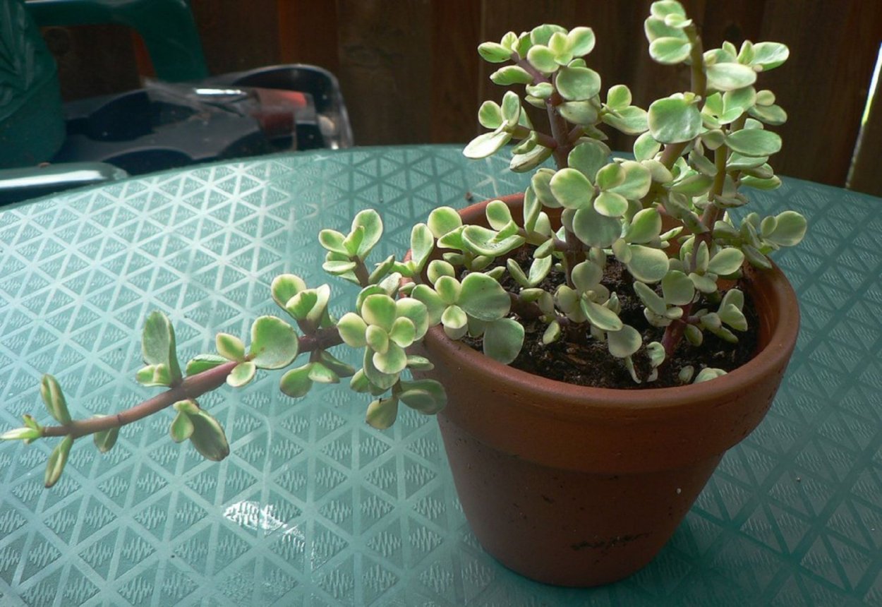 Portulacaria Armiana портулакария Армиана