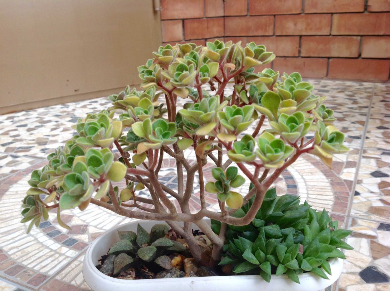 Толстянка аихризон