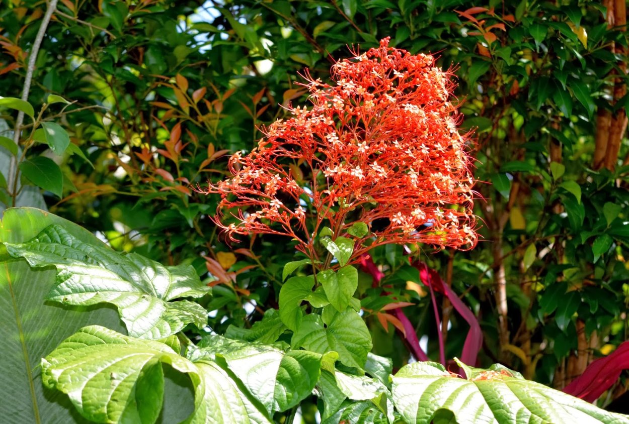 Клеродендрум паникулатум