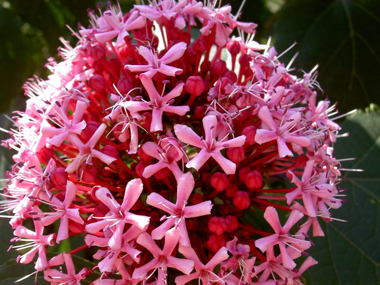 Клеродендрум метельчатый