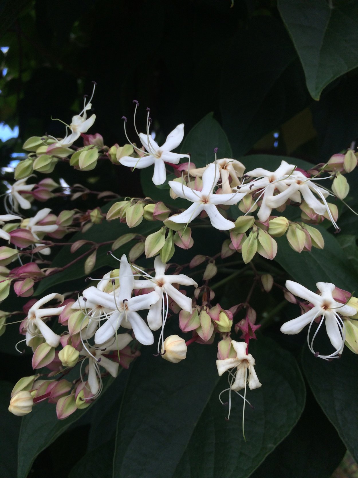 Клеродендрум трихотомум