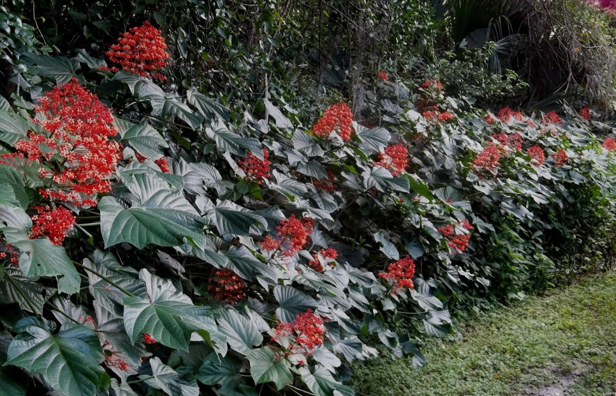 Клеродендрум паникулатум