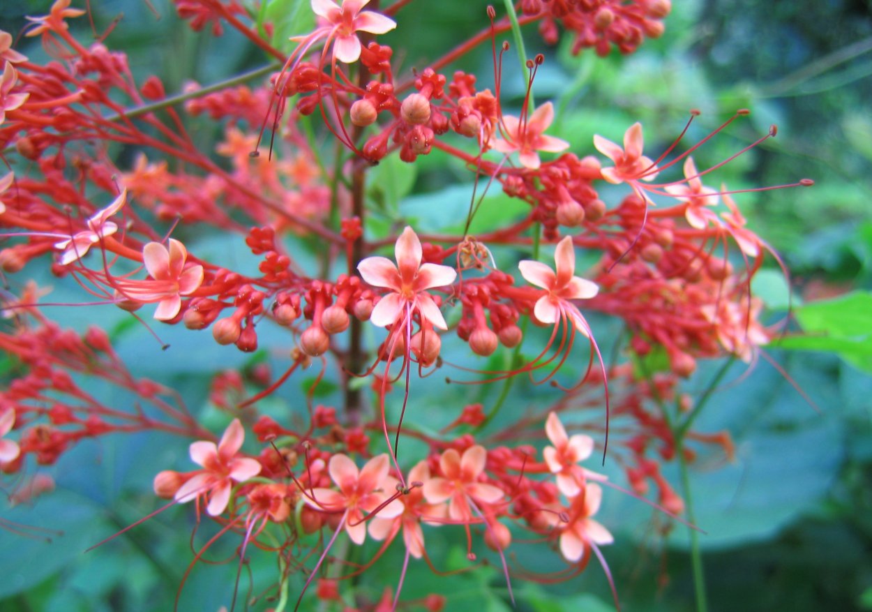 Клеродендрум паникулатум