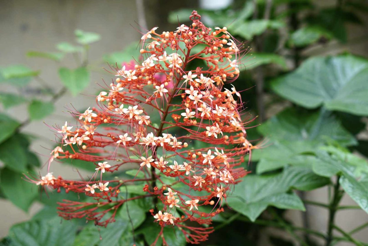 Clerodendrum paniculatum