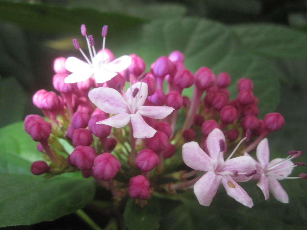 Клеродендрум гетерофилум вариегатный