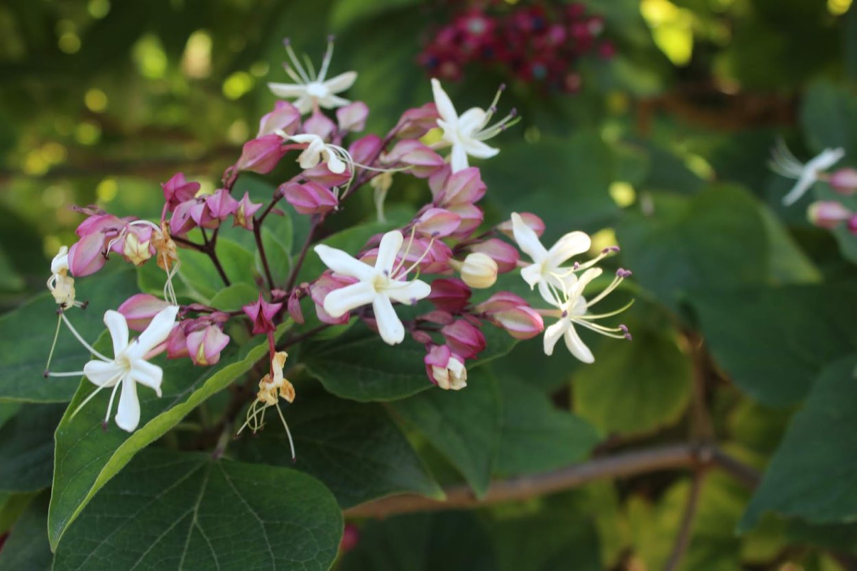 Клеродендрум Акулеатум