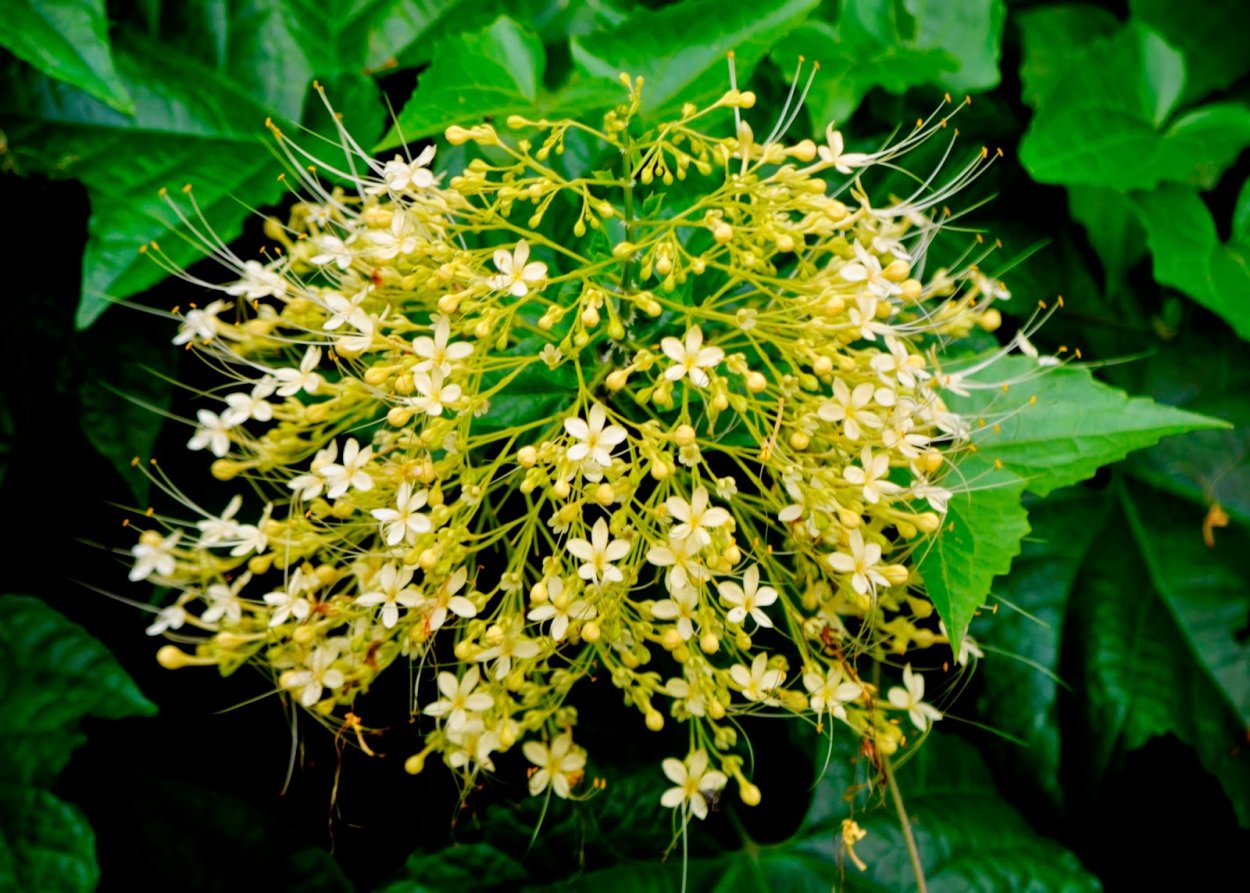 Клеродендрум паникулатум Альба