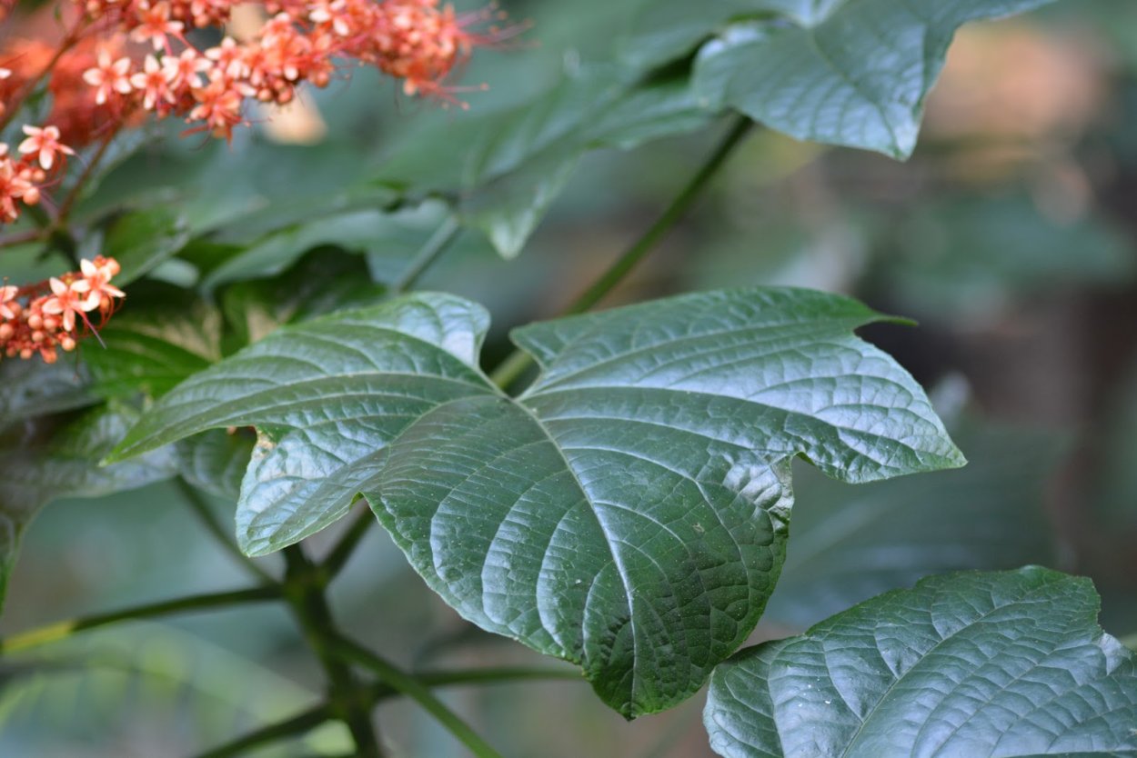 Клеродендрум paniculatum Orange