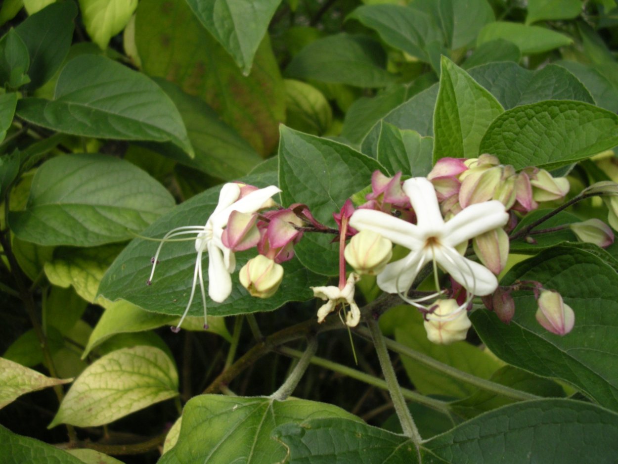 Клеродендрум Старшайн