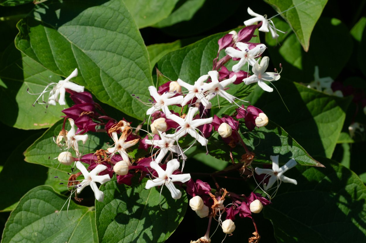 Клеродендрум трихотомум