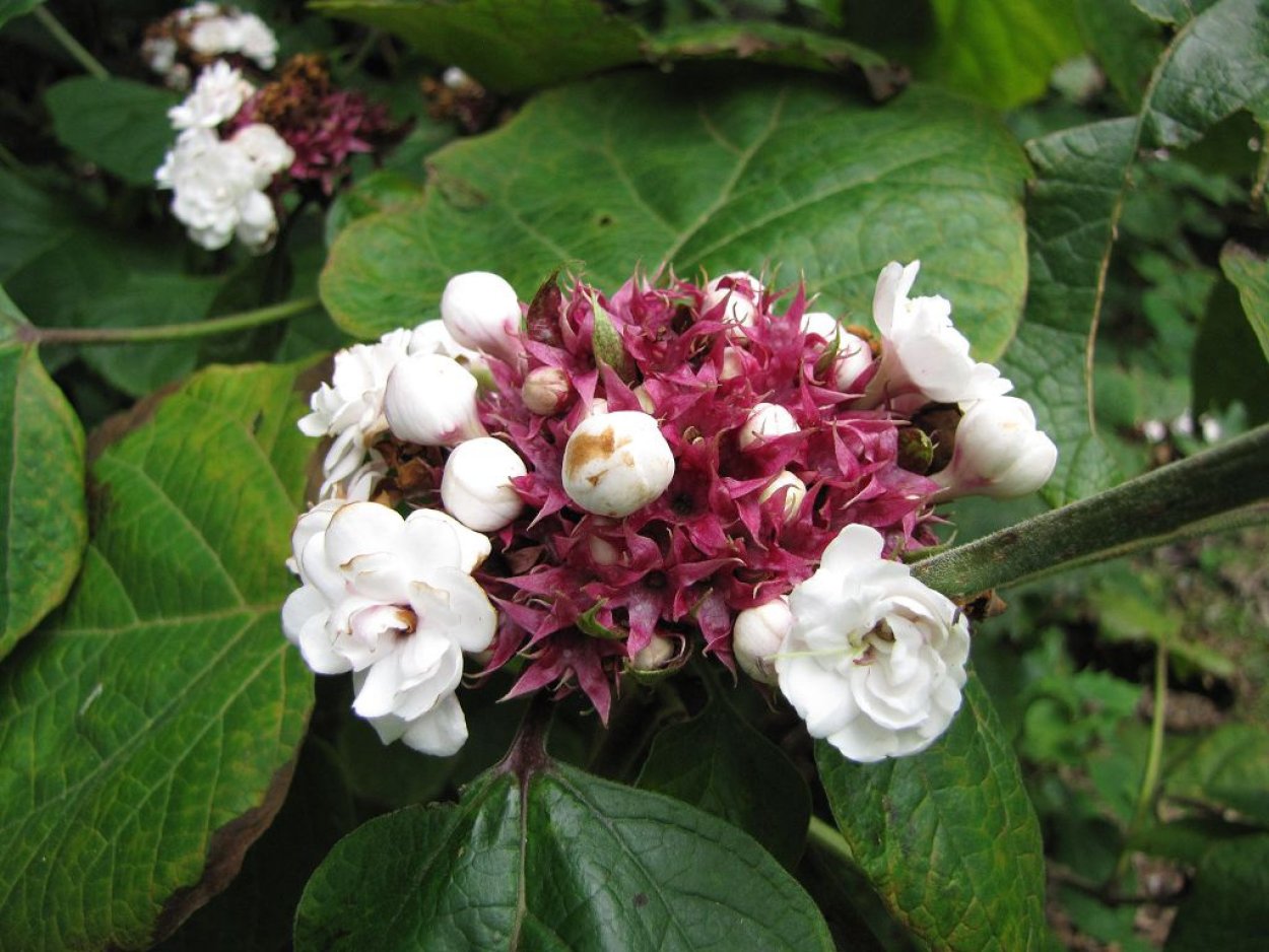 Клеродендрум филиппинский