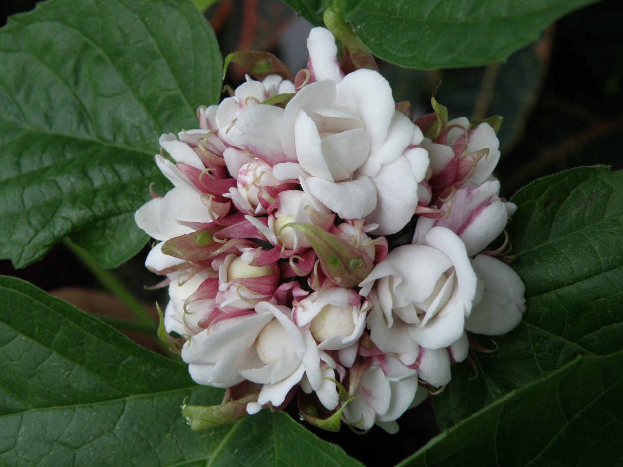 Клеродендрум Фрагранс