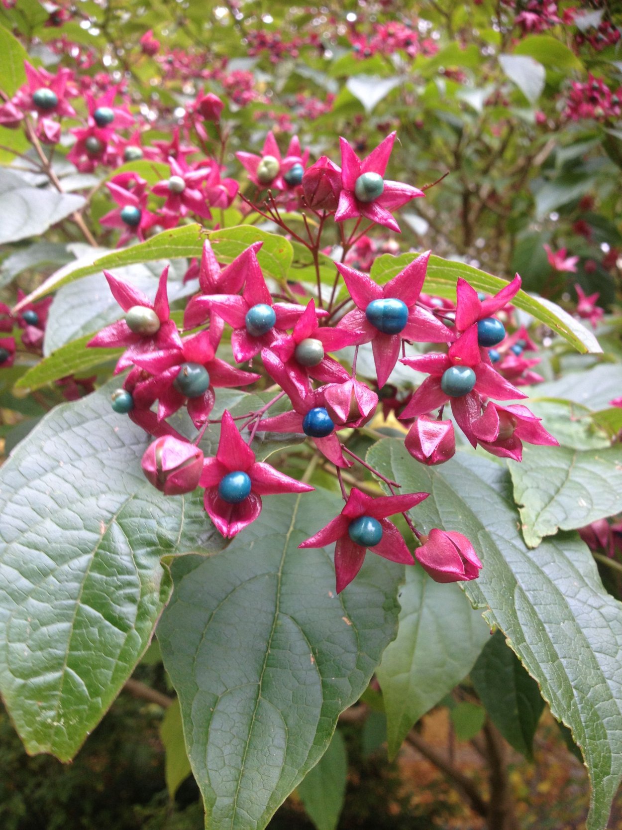 Клеродендрум Специозум