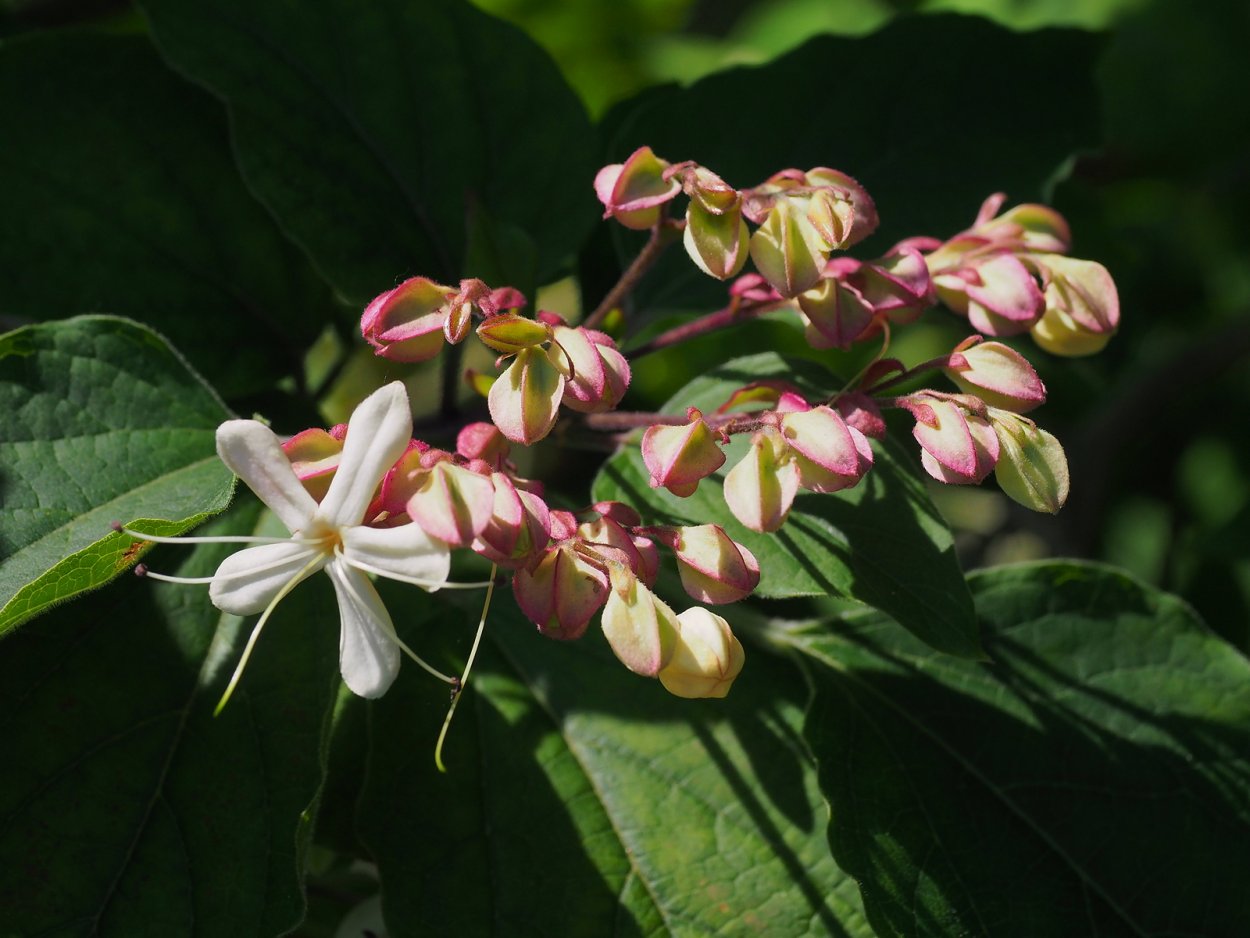 Клеродендрум Акулеатум