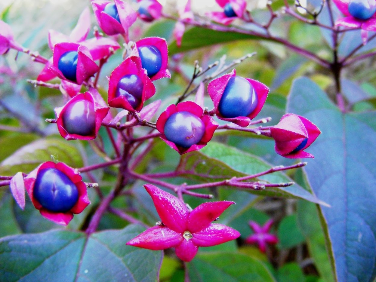 Клеродендрум трехраздельный