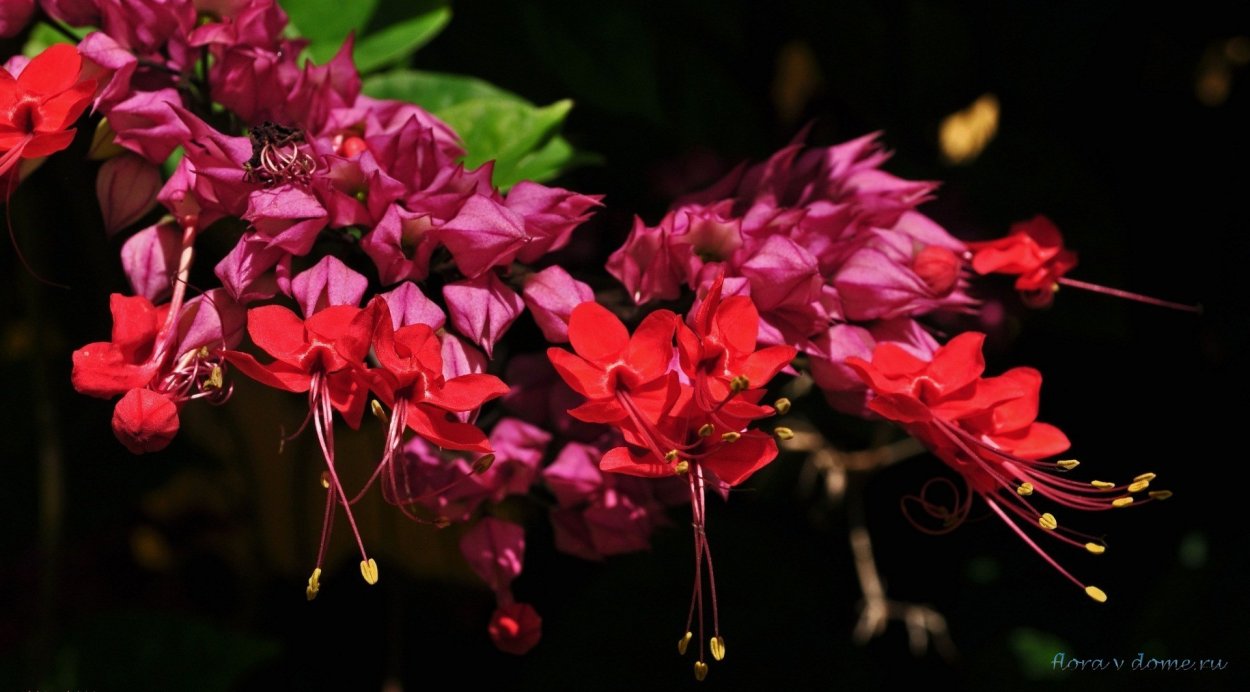 Цветок клеродендрум Специозум