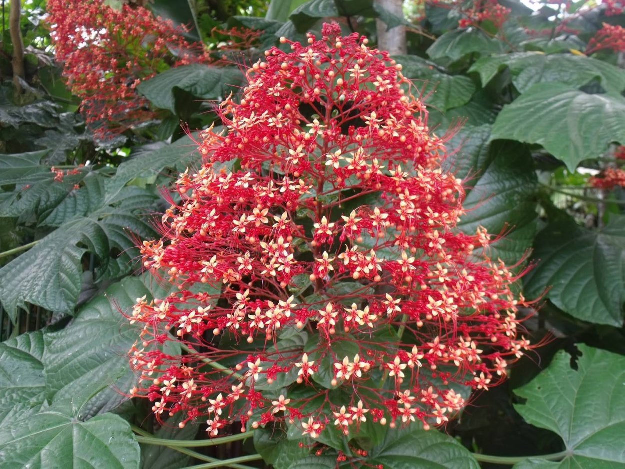 Клеродендрум паникулатум