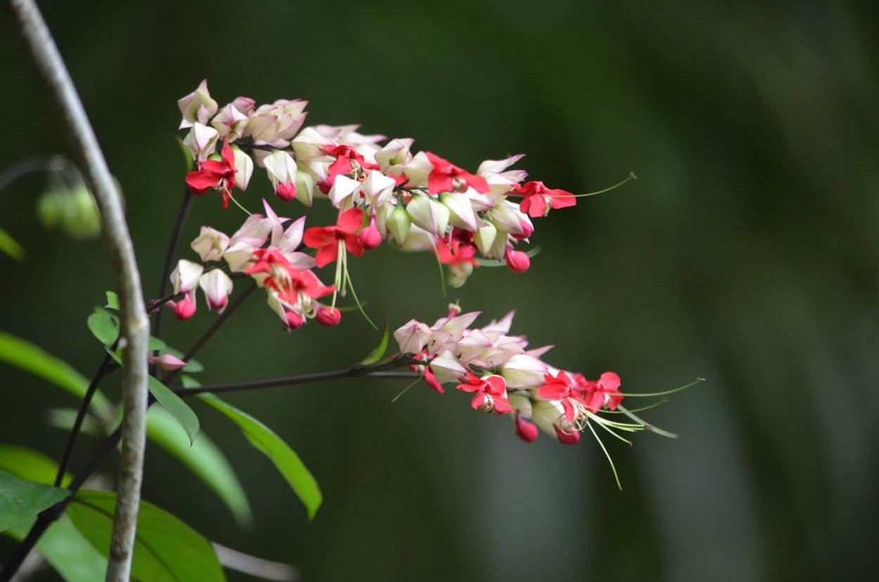 Клеродендрум Специозум