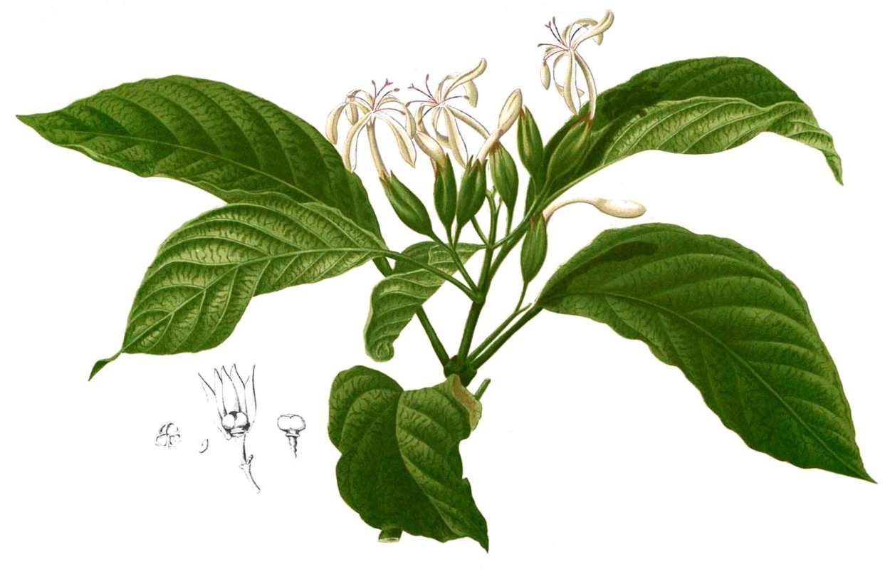 Клеродендрум Минахассе