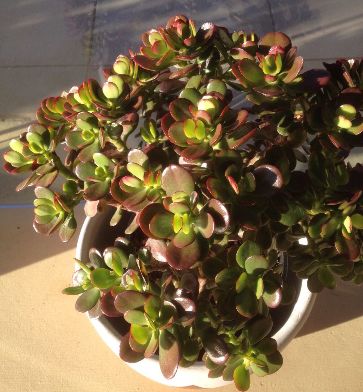 Крассула Мэджикал три