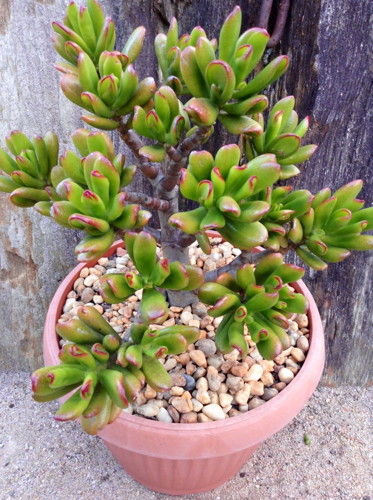 Толстянка Crassula ovata