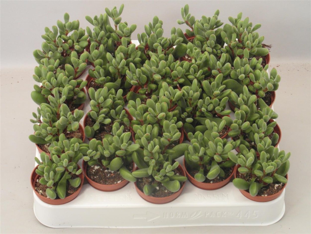 Crassula rogersii