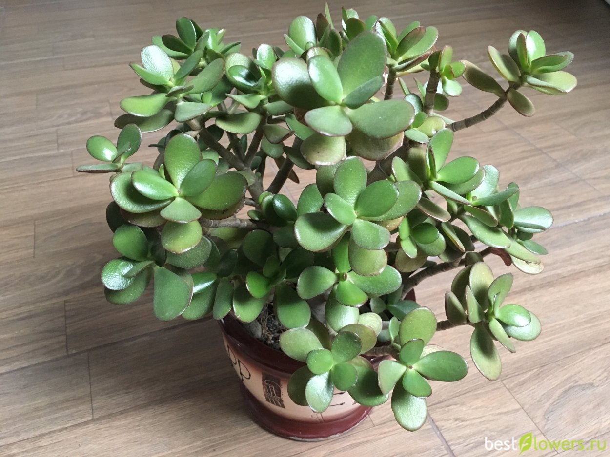 Толстянка Брауна