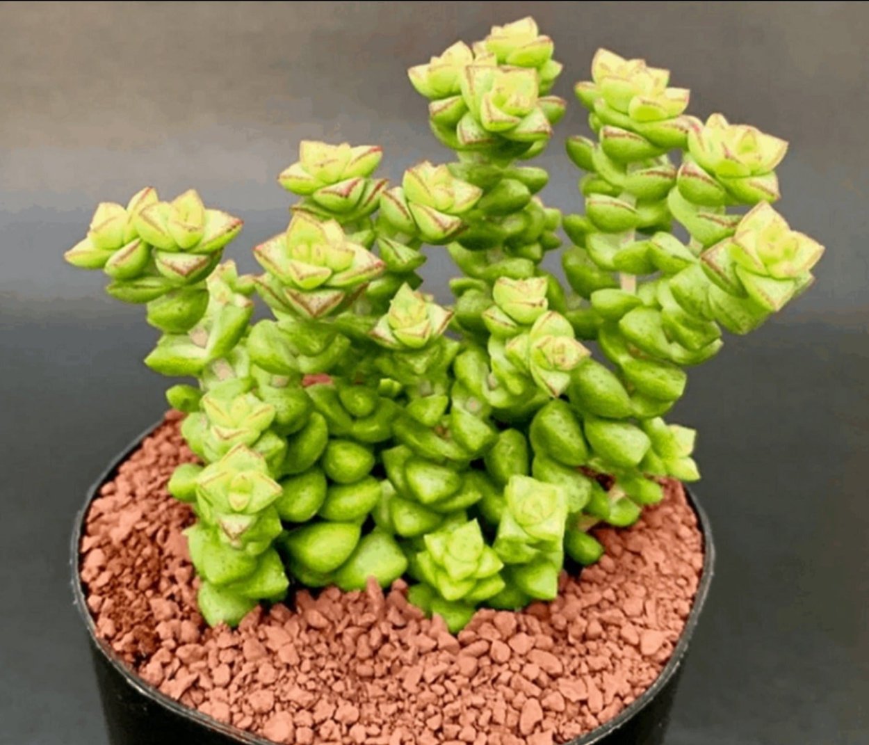Крассула Tom thumb