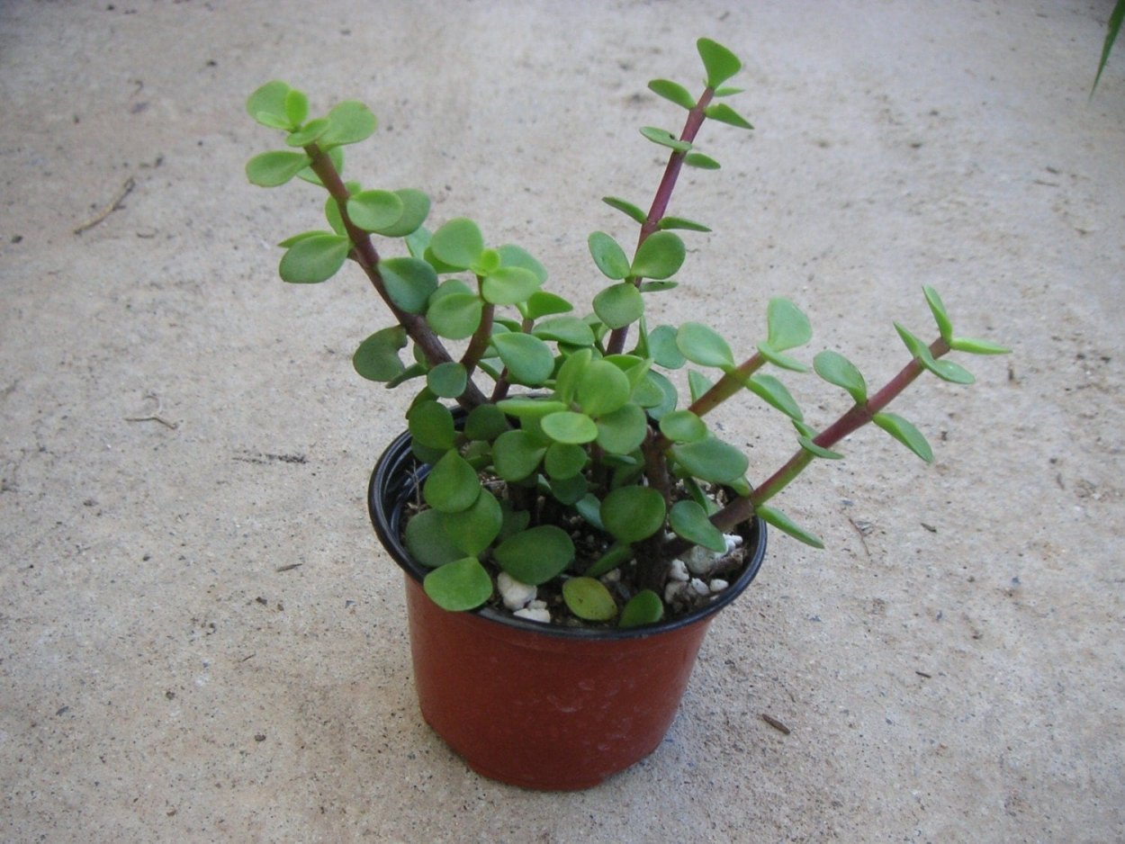 Крассула мелколистная