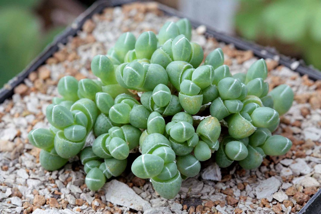 Асфоделовые Суккуленты