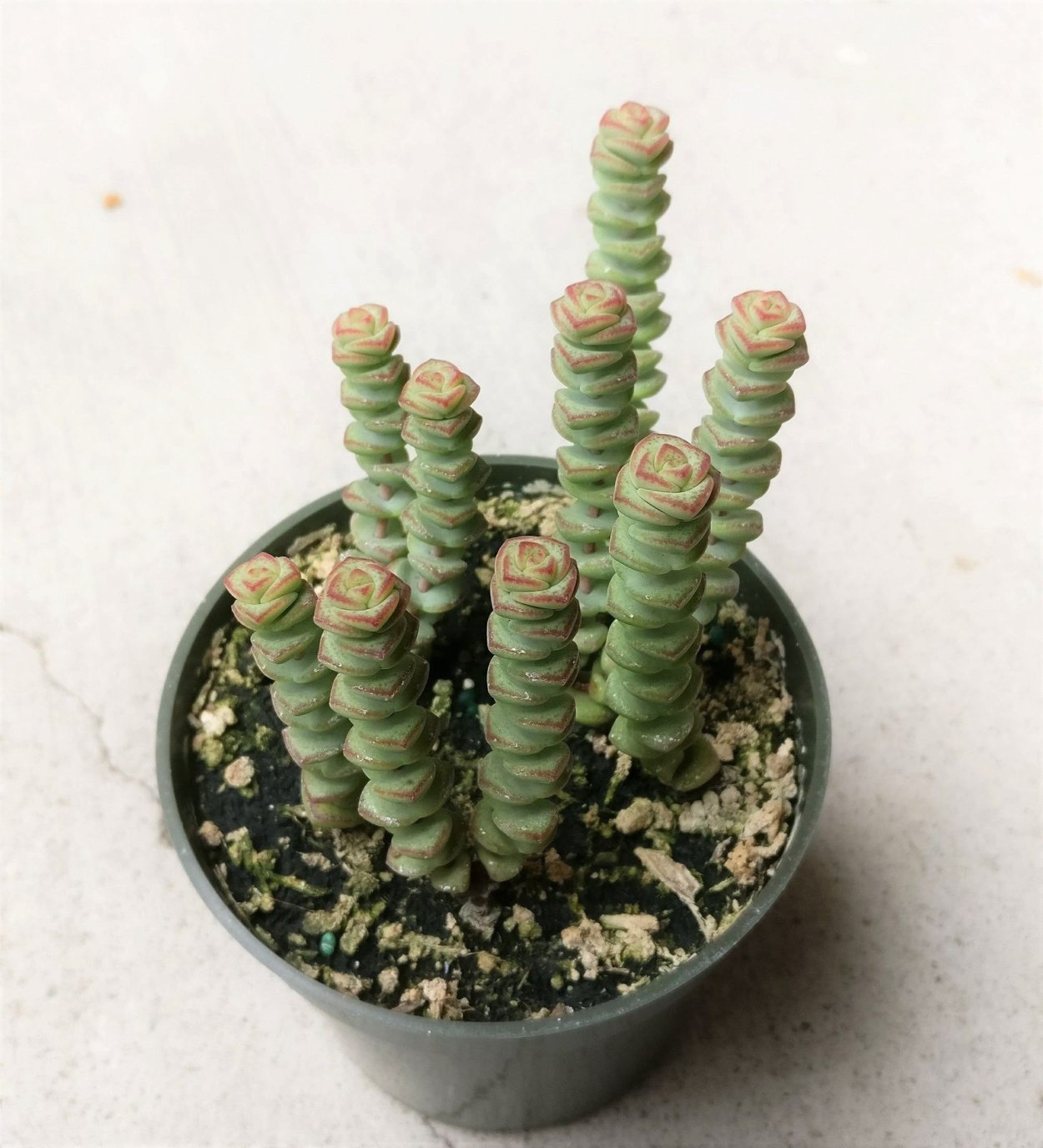 Crassula rupestris (Крассула, толстянка)