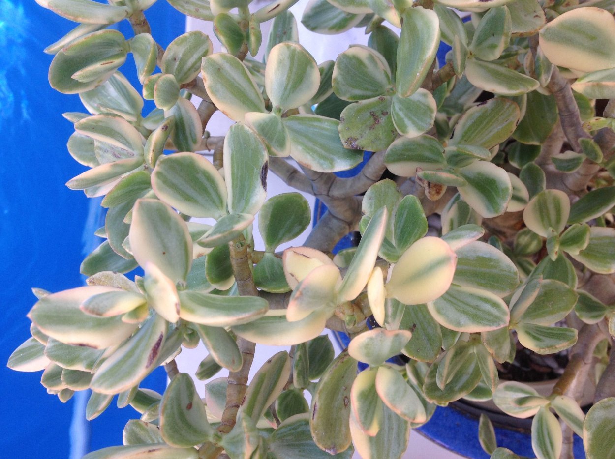 Крассула вариегатная Триколор