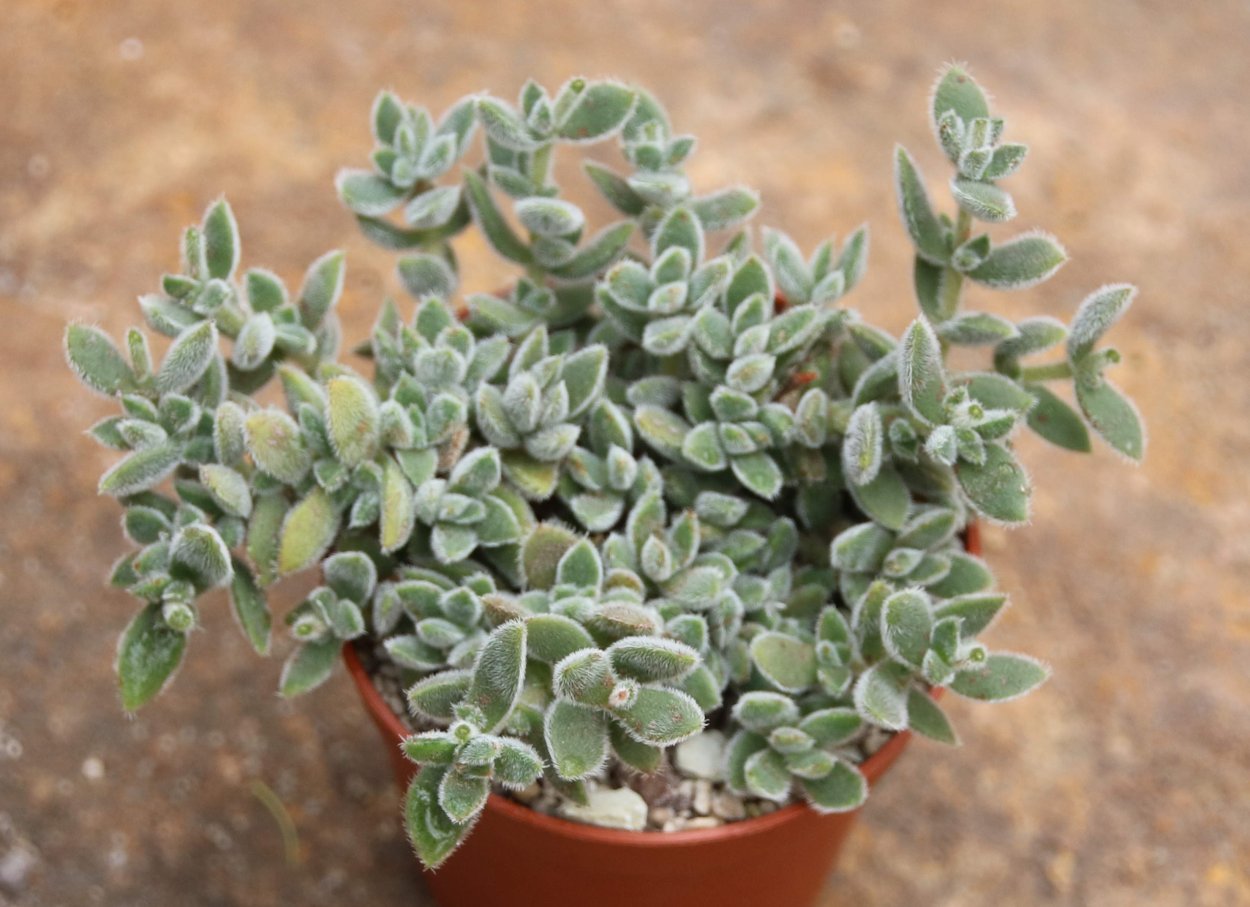Крассула шерстистая (Crassula lanuginosa).
