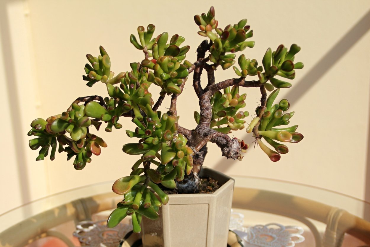 Толстянка портулаковая