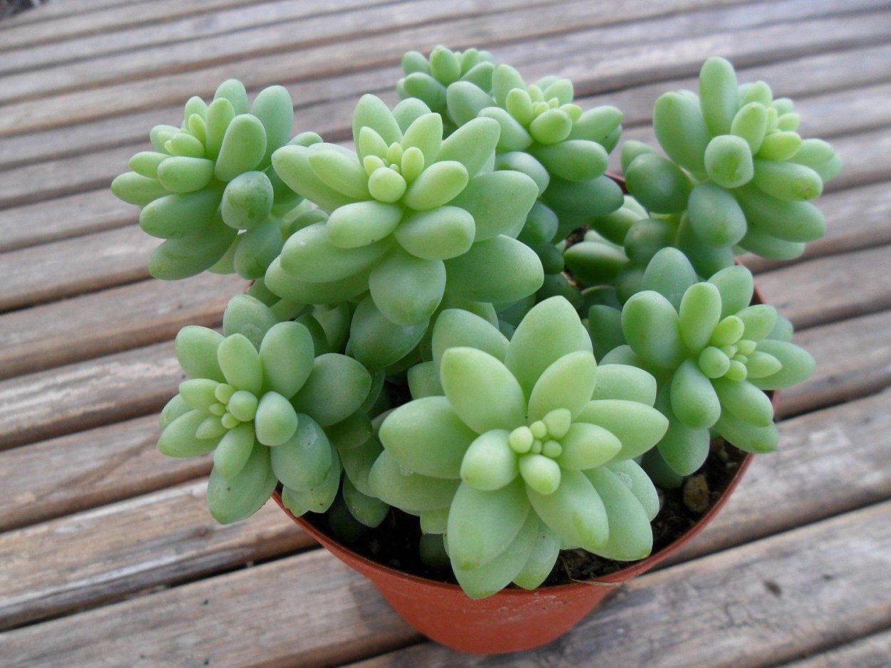 Крассула седум Моргана цветок