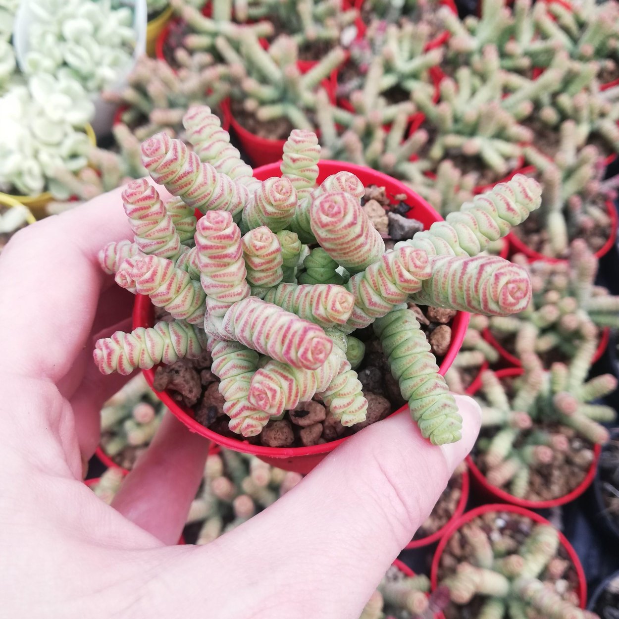 Crassula rupestris marnieriana