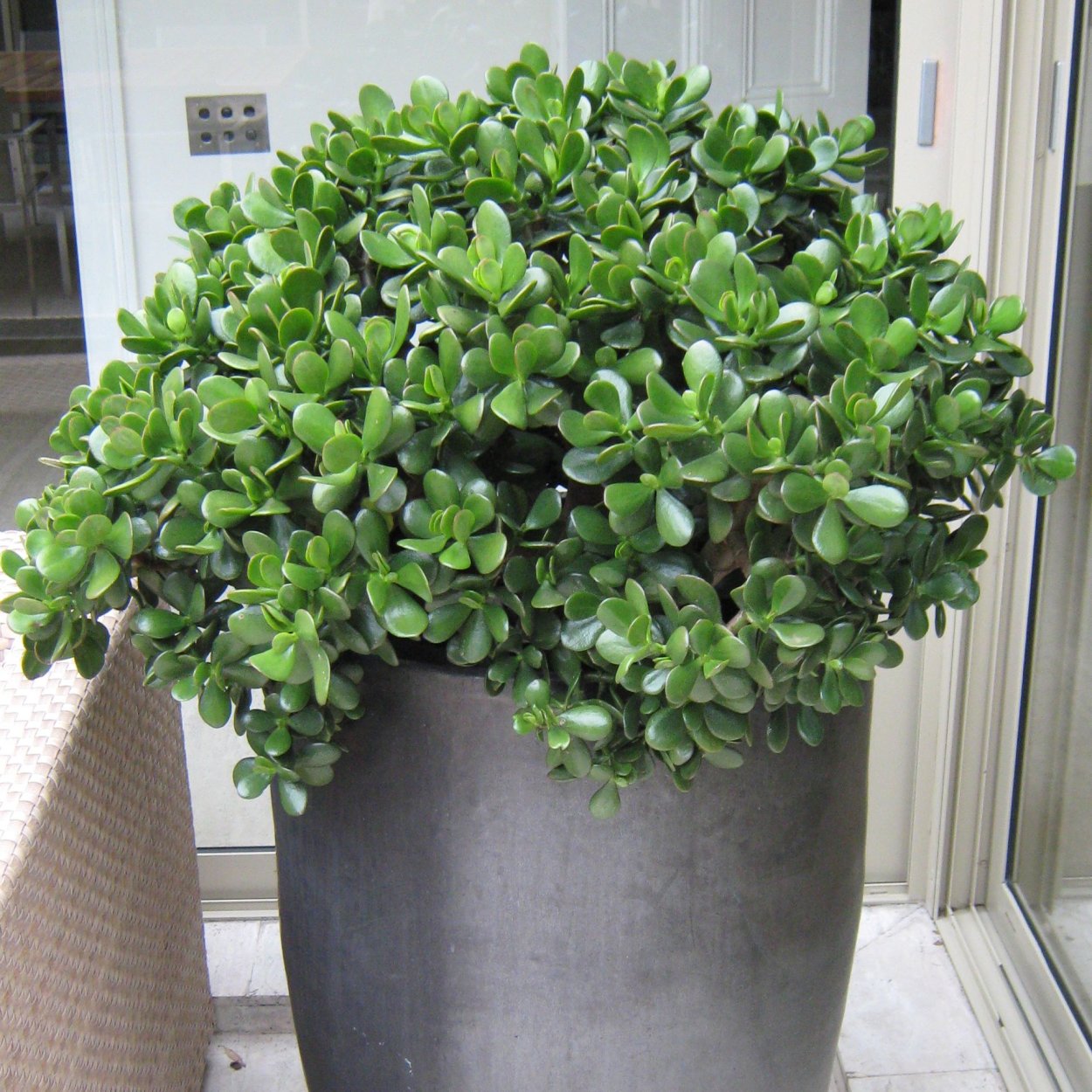 Толстянковые ампельные