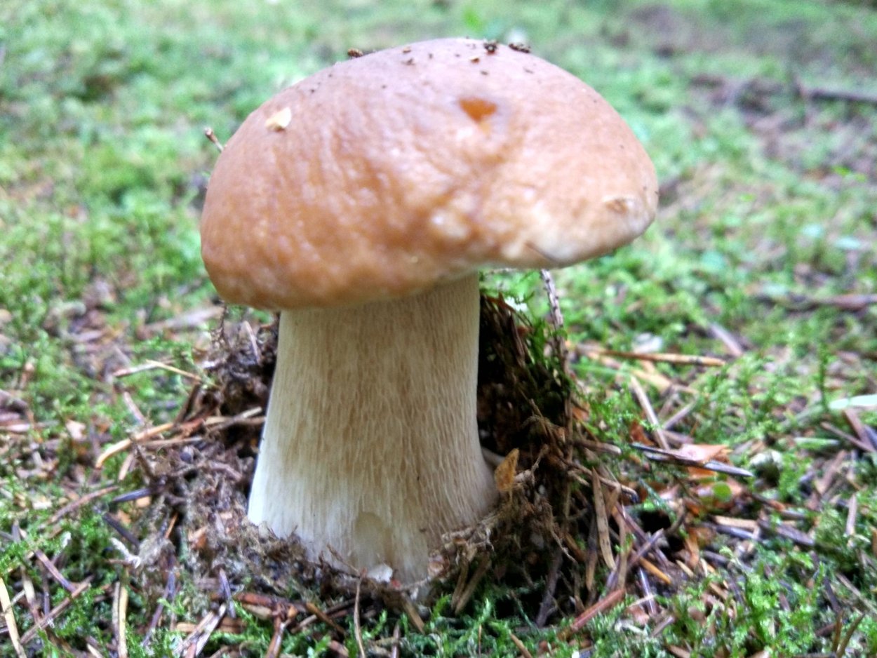 Белый гриб еловый Боровик