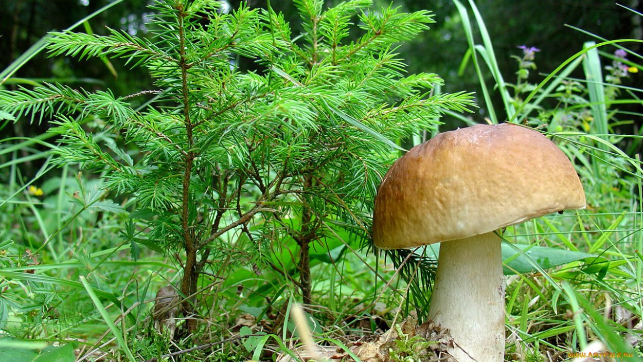 Белый гриб под елью