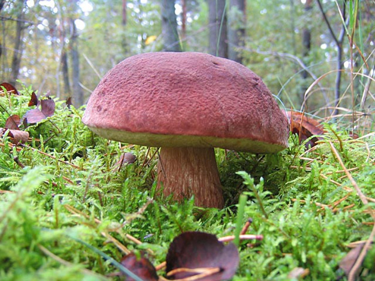 Белый гриб Сосновый