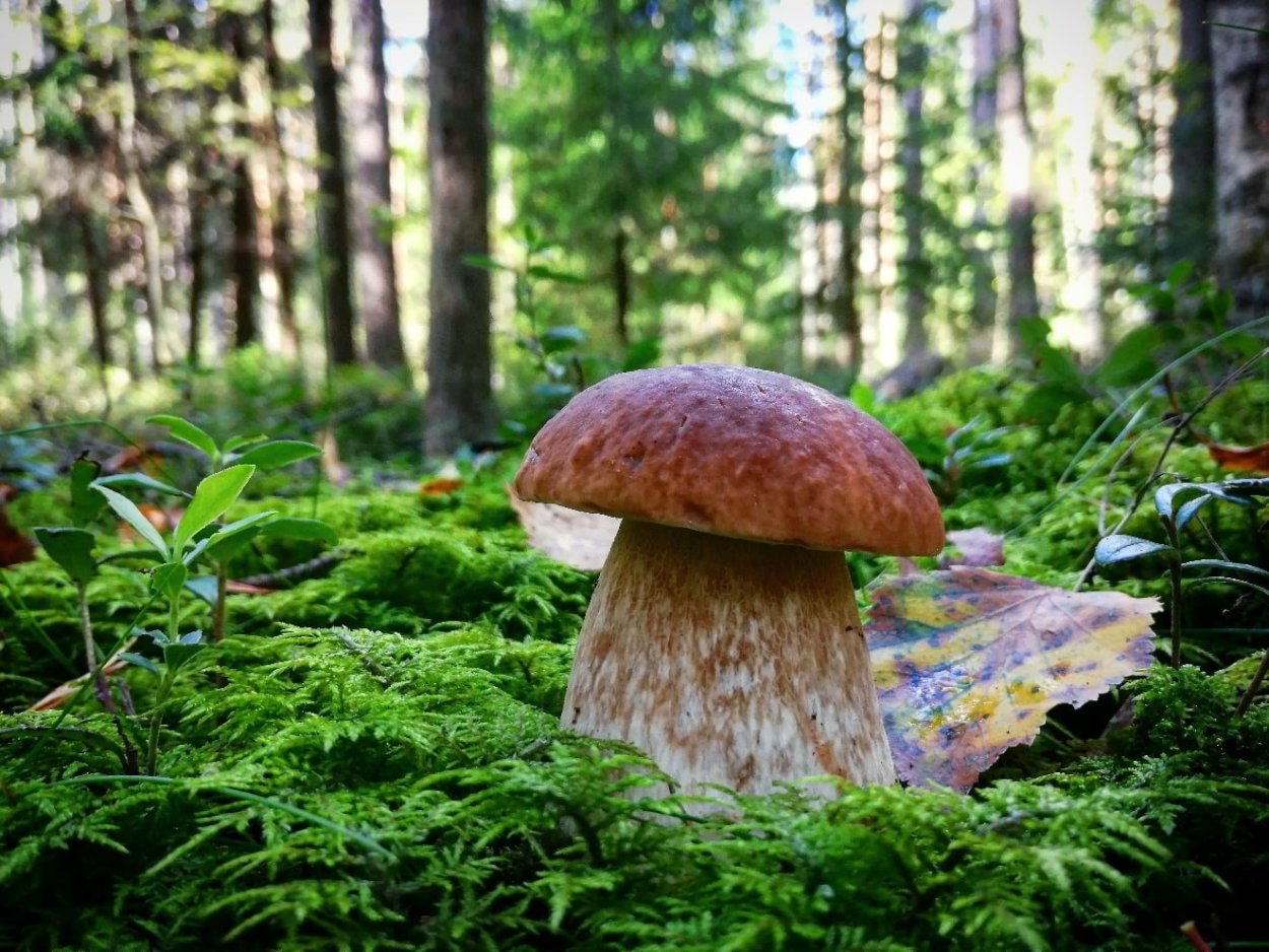 Грибной лес