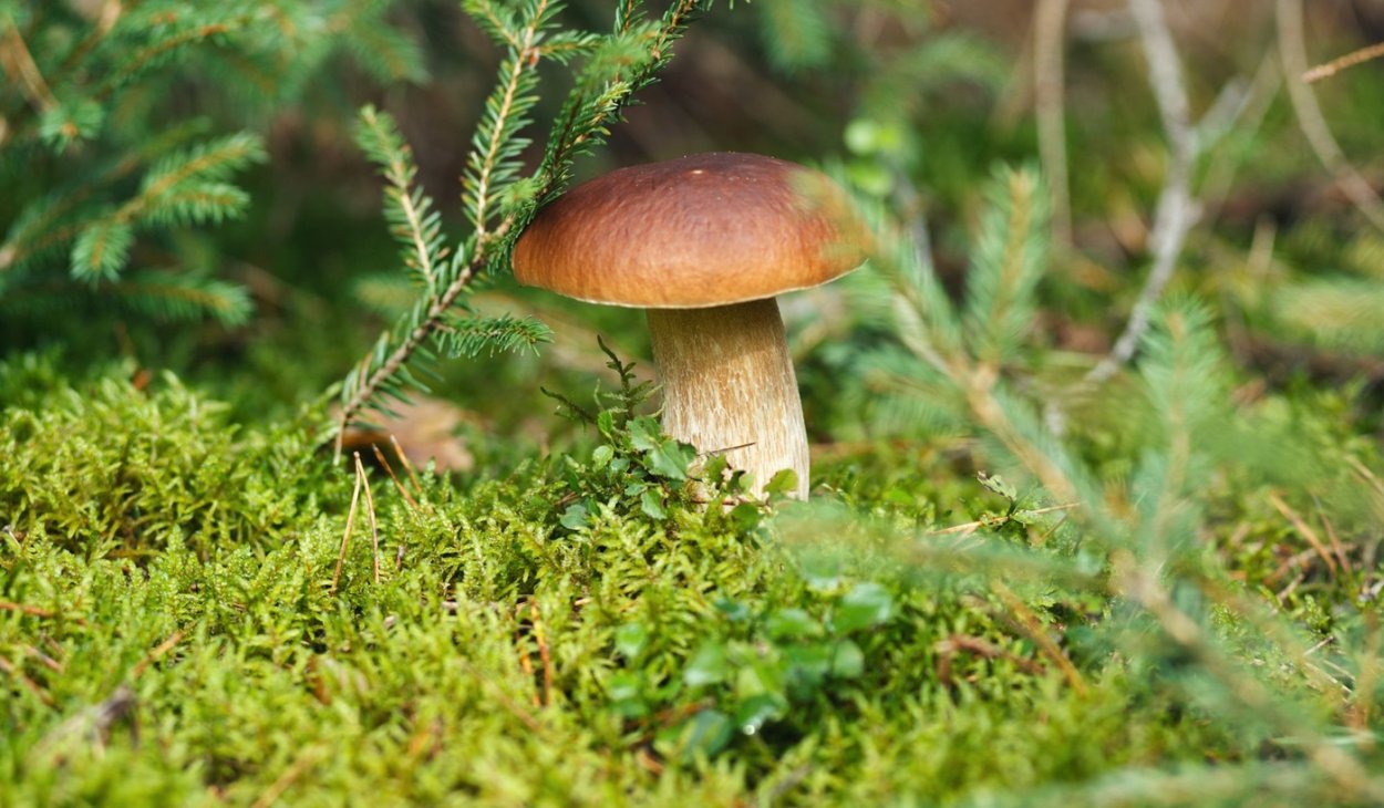 Грибы в лесу