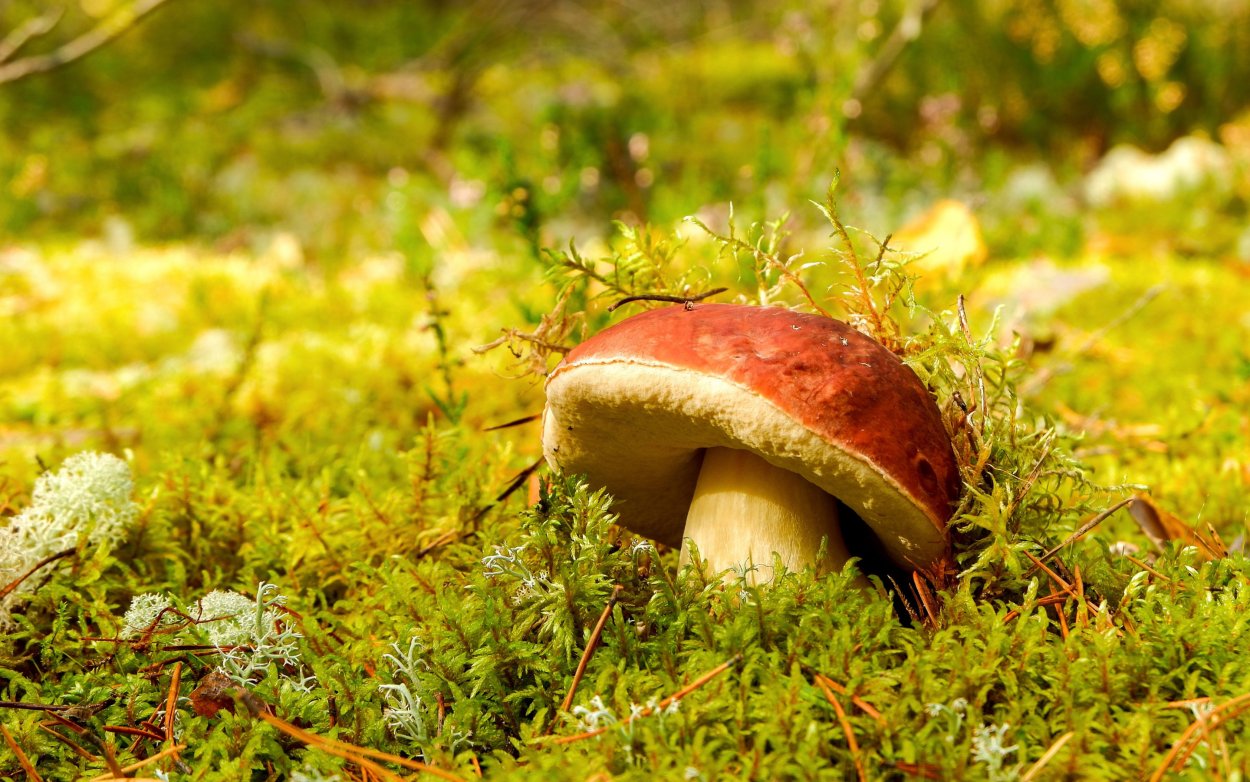 Еловая поддорожка гриб