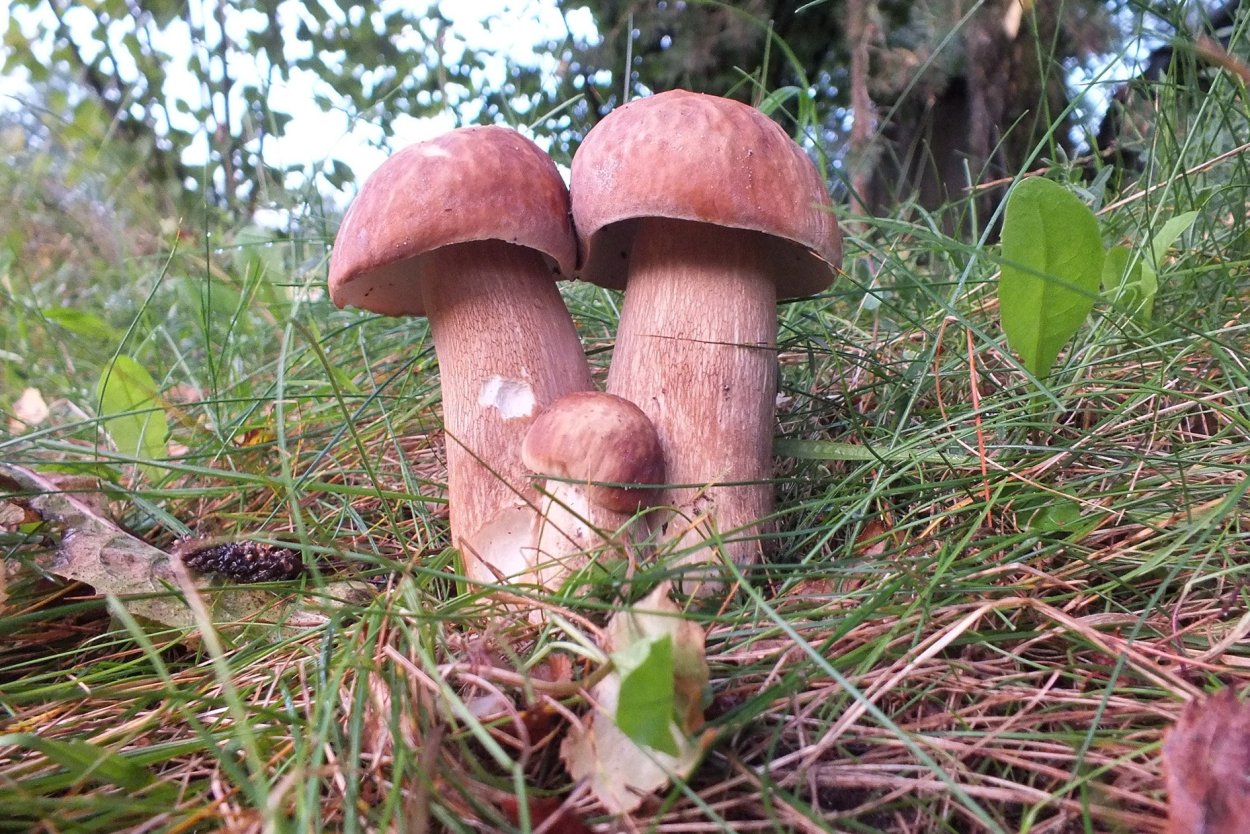 Семейство грибов