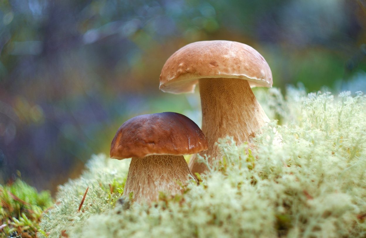 Белый гриб еловый