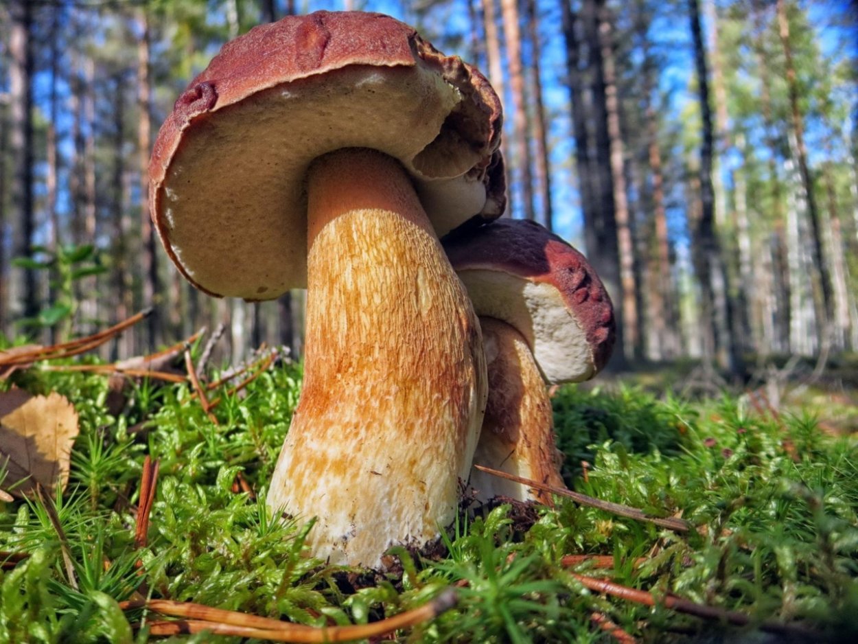 Атлас грибов Ленинградской области