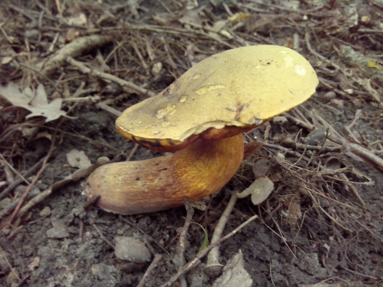 Дубовичок фото