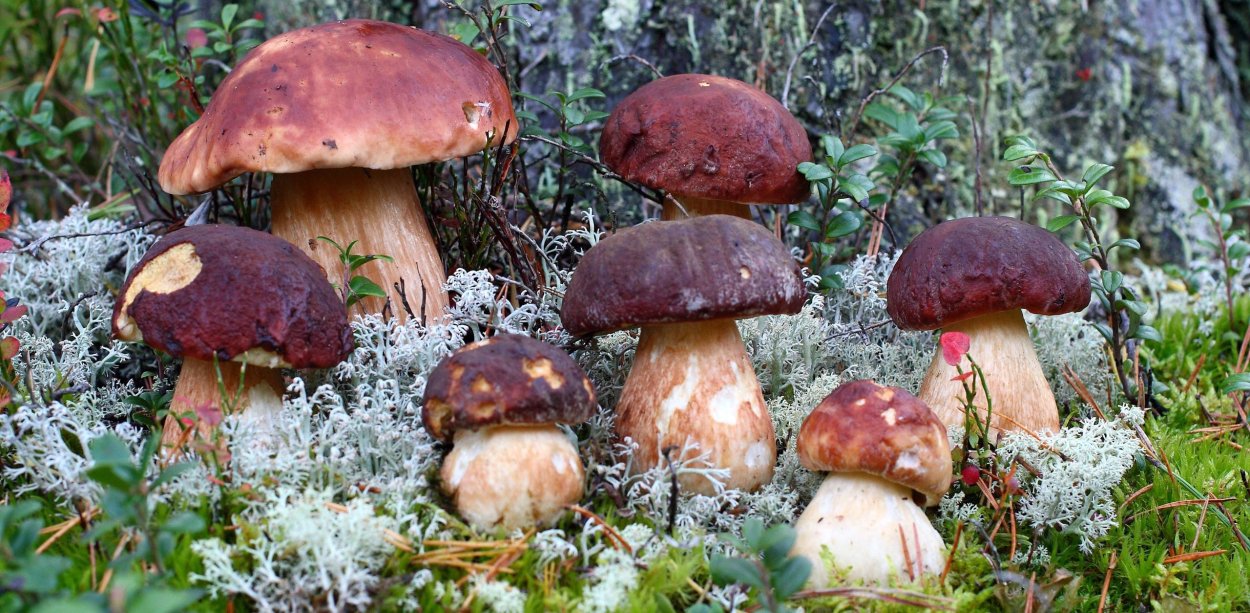 Гриб Боровик