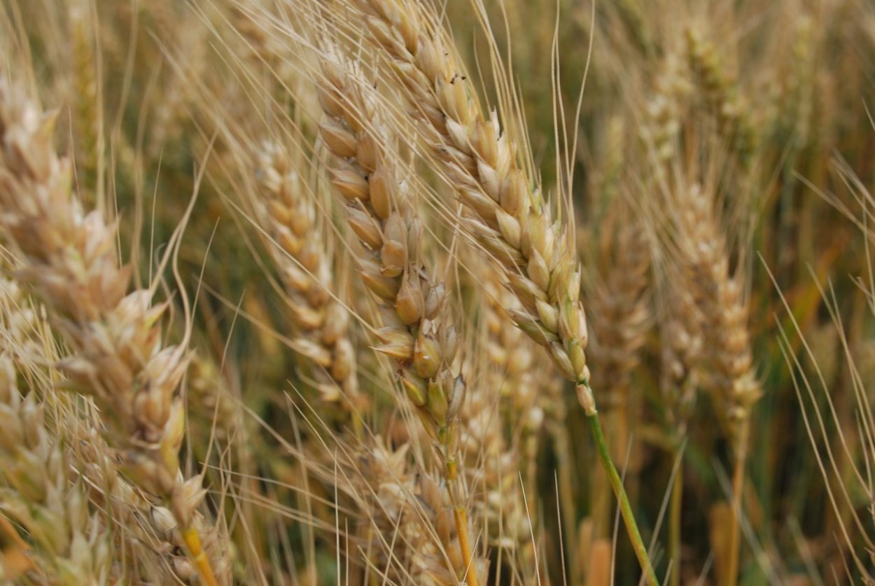 Пшеница Яровая сорт Икар