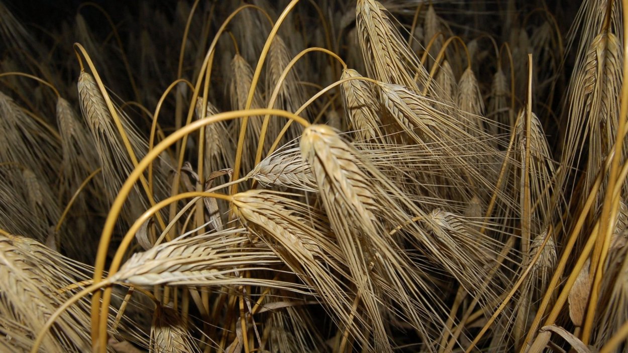 Ячмень Нургуш